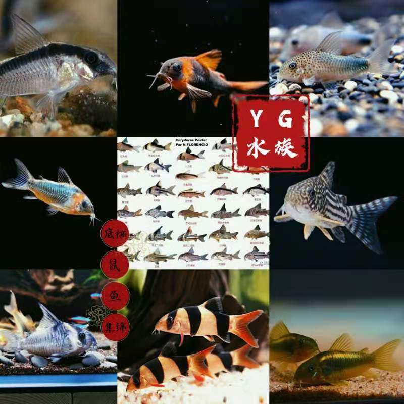 Jandolph Cleaners Bottom Shelter Rat Trash Fish Rat Fish Tool Fish Fresh Water Ornamental Tropical Pet Fish Living