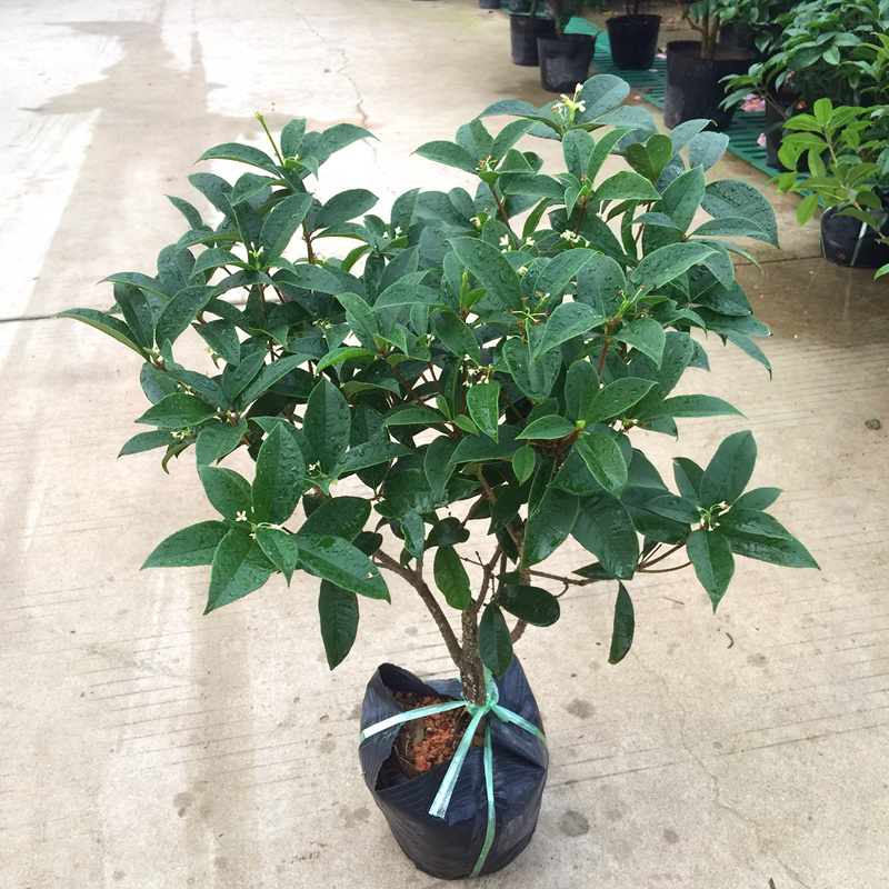 日香桂四季桂花樹苗盆栽八月桂丹桂金桂濃香型植物四季花卉 日香桂四季桂花樹苗盆栽八月桂丹桂金桂濃香型植物四季花卉