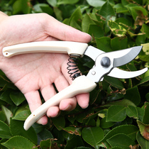 Pruned pruned garden shears whole branches Branches Flowers Branches Cut Twigs branches Fruits Cut garden Coarse Branches Flowers Wood Elbows Cut for Home Fruit Tree Cut