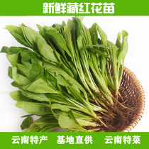 1000g SF Yunnan specialty fresh saffron seedling restaurant hotel ingredients vegetables