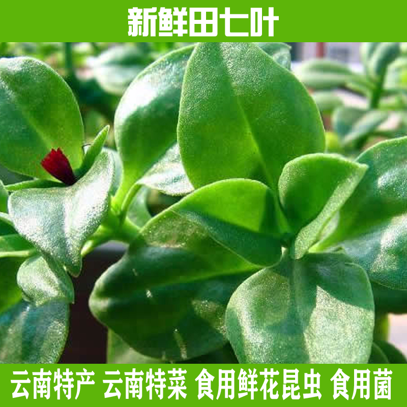Yunnan specialty fresh Tianqiye Tianqimiao origin low-cost direct sales welcome restaurant hotel special ingredients