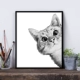 G517 White Cat