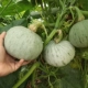 10 зерна тыквы Иньли