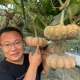 10 капсул тыквы jingxiangmi