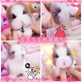 Imported purebred Angora face-covered cat cat rabbit live pet dwarf rabbit mini Dutch lop-eared rabbit