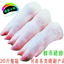Frozen fresh pigs feet 20kg fresh pigs feet pigs front trotters pigs hand short pigs feet stewed vegetables suitable for near
