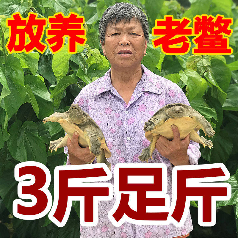 Chia fish live fresh edible group fish big king eight water fish living old turtle ready-to-eat 3 catty and small seedlings eco 1 catty