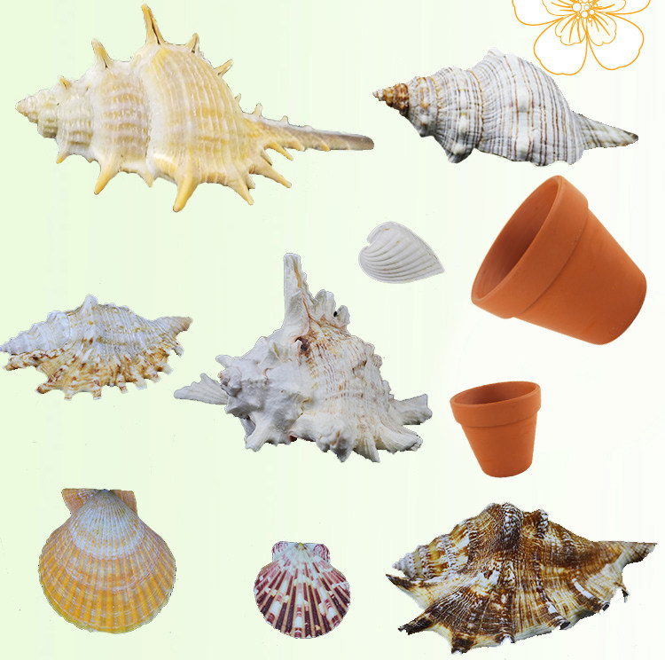 Natural conch shell snail anemone pacifier Anti-run nest base Coral aquarium fish tank landscaping decoration