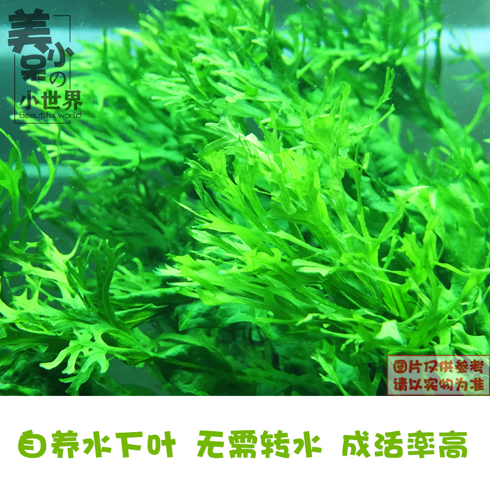 鹿角鐵魚缸水族箱造景皇冠水草皇冠綠九冠紅九冠後景水草陰性水草
