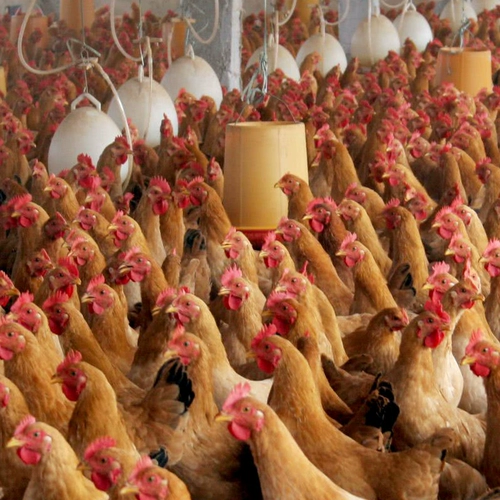 Многомерные витамин, птица, птица, птица, птица, птица, явления, овца, аминокислота витамина курицы, витамин