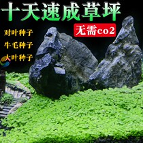 Real Water Grass Fish Tank Aquarium Grass Vat Planting Mini Pair Leaf Seed Cow Hair Seed Fast To View Lawn Greens