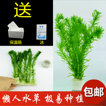 Fresh water grass fish tank water straw cylinder build-up decoration real water grass sloth easy to raise the centipede grass tropical fish to build