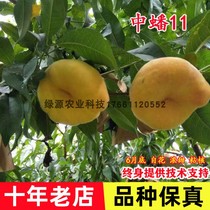 Graft mid-11 gold Peach Saplings of Giant Fruit Tree Seedlings planted in north to plant the results of the year