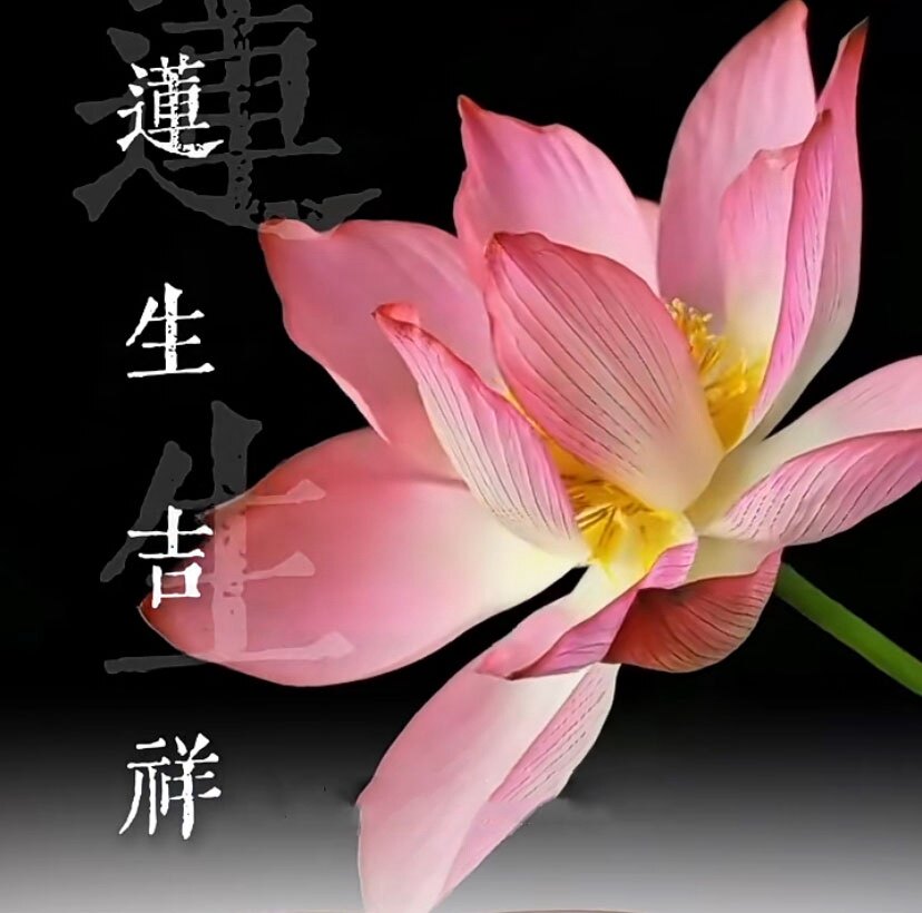 映日荷花吉祥优品服装店