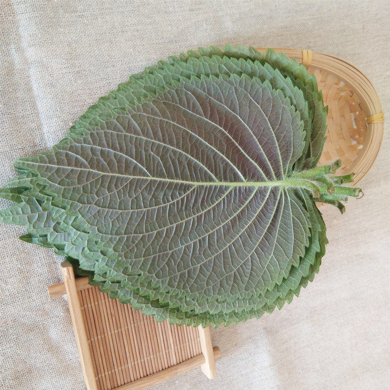 2025吃货必知!包邮新鲜苏子叶:选韩国烤肉叶还是日本料理嫩叶?