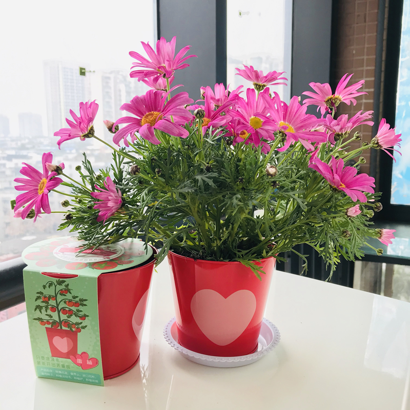 Small flower farmers plant small pot mini kindergarten plant horn seed germination observation self-seed