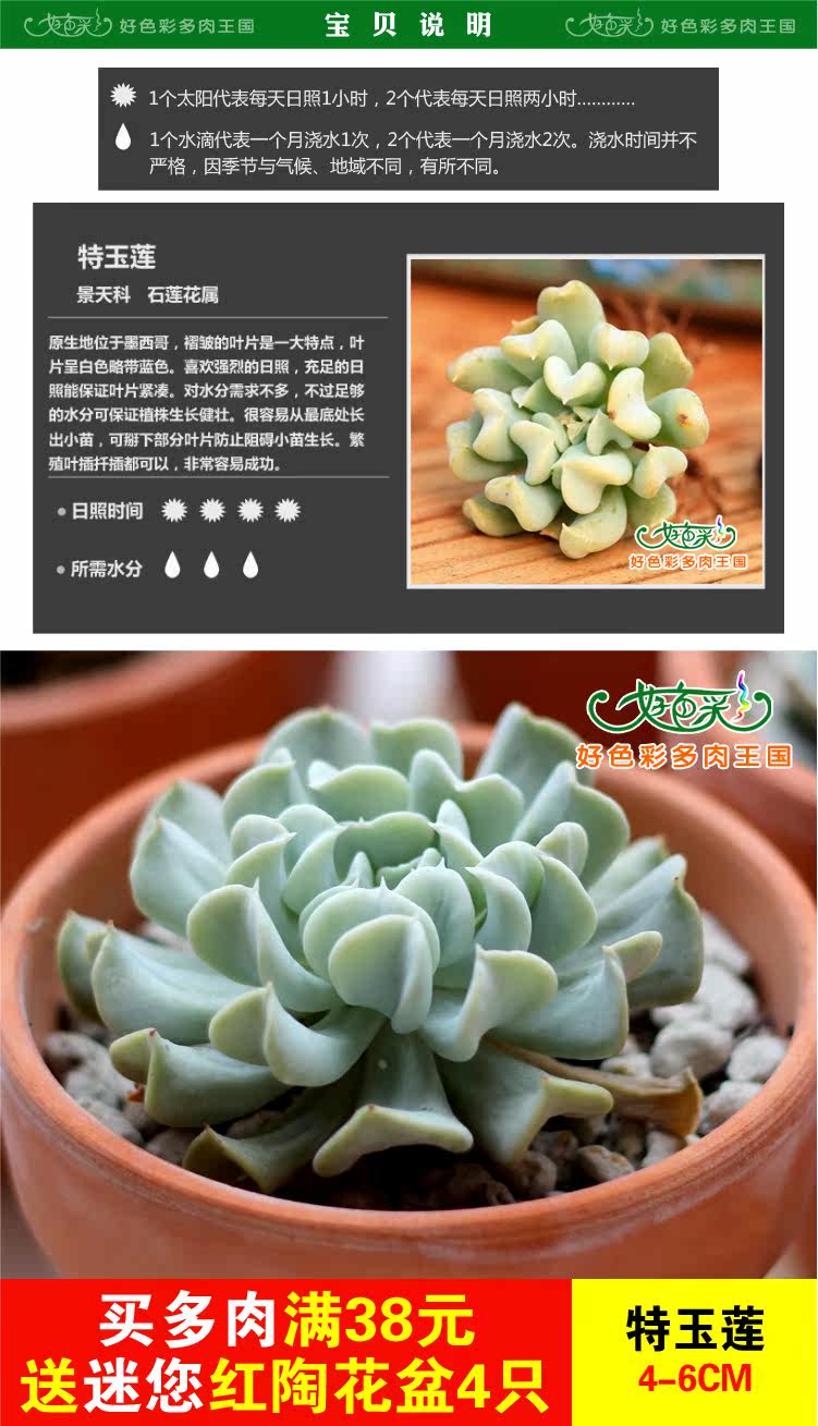 多肉植物特玉莲办公室花卉室内组合盆栽绿植花草多肉植物批发价 生活服务 时尚家饰 工艺品 十字绣 好色彩园艺