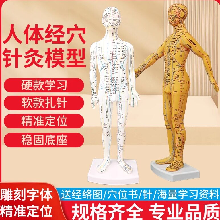 35cm便携式中医针灸人体模型全身十二经络穴位图针灸练习人体模型