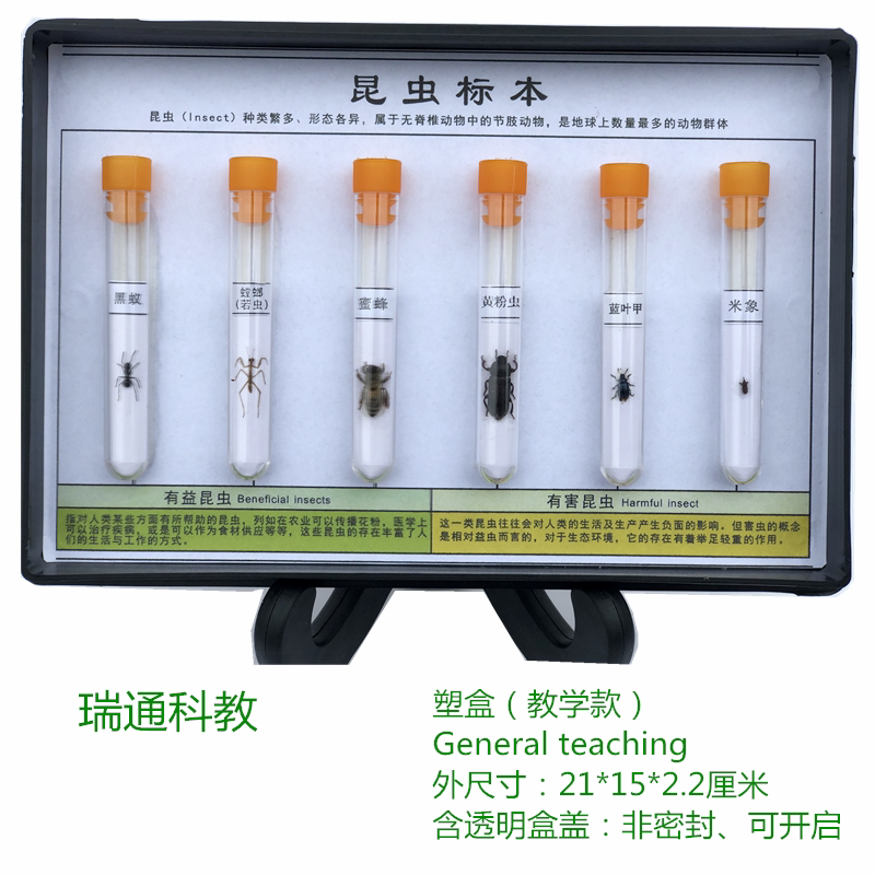 昆虫标本   动物生物教学标本  中小学幼儿配套  科学区  科教仪