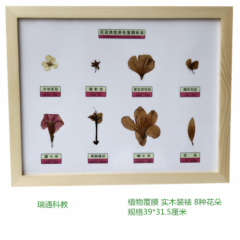花冠类型原色复膜标本   动植物生物教学标本   中小学幼儿科普区