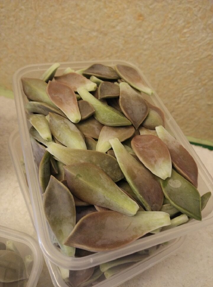 Taiwan echidna hazy moon leaves can be eaten raw, ventilation, detoxification, liver protection, pesticide-free, non-greenhouse cultivation