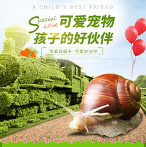 Snail live pet White jade snail pet Big snail Dormitory Small snail Teaching student science experiment package
