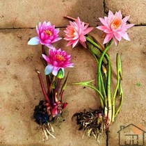 Lotus flower in a water cylinder with a lotus flower with a large sleeping lotus seed Four Seasons Potted Plant Fish Pond of the Vegetable Fish Pond