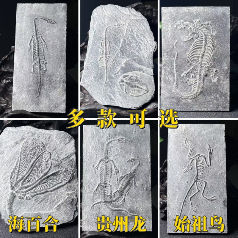 Guizhou Longhai Lily Wall Decorations with Animal, Insect, and Dinosaur Fossil Models for Shop Decoration and Educational Science Communication