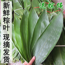 Fresh zongzi cotyledons dried Zongba leaves pure natural wild large-sized dumpling leaves Reed leaves Reed leaves