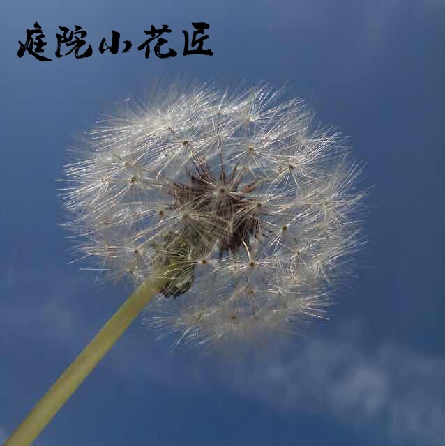 庭院小花匠