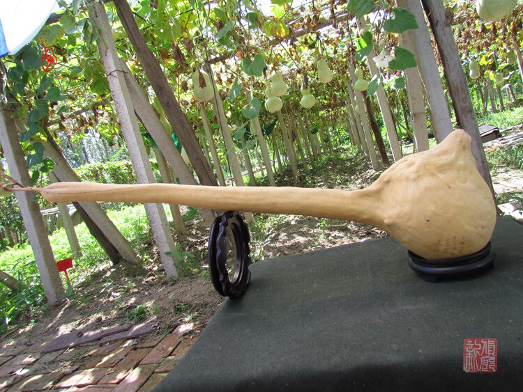 Spike oil hammer gourd with thick handle, height 109cm, picked in 2018, strange shape and super thick leather