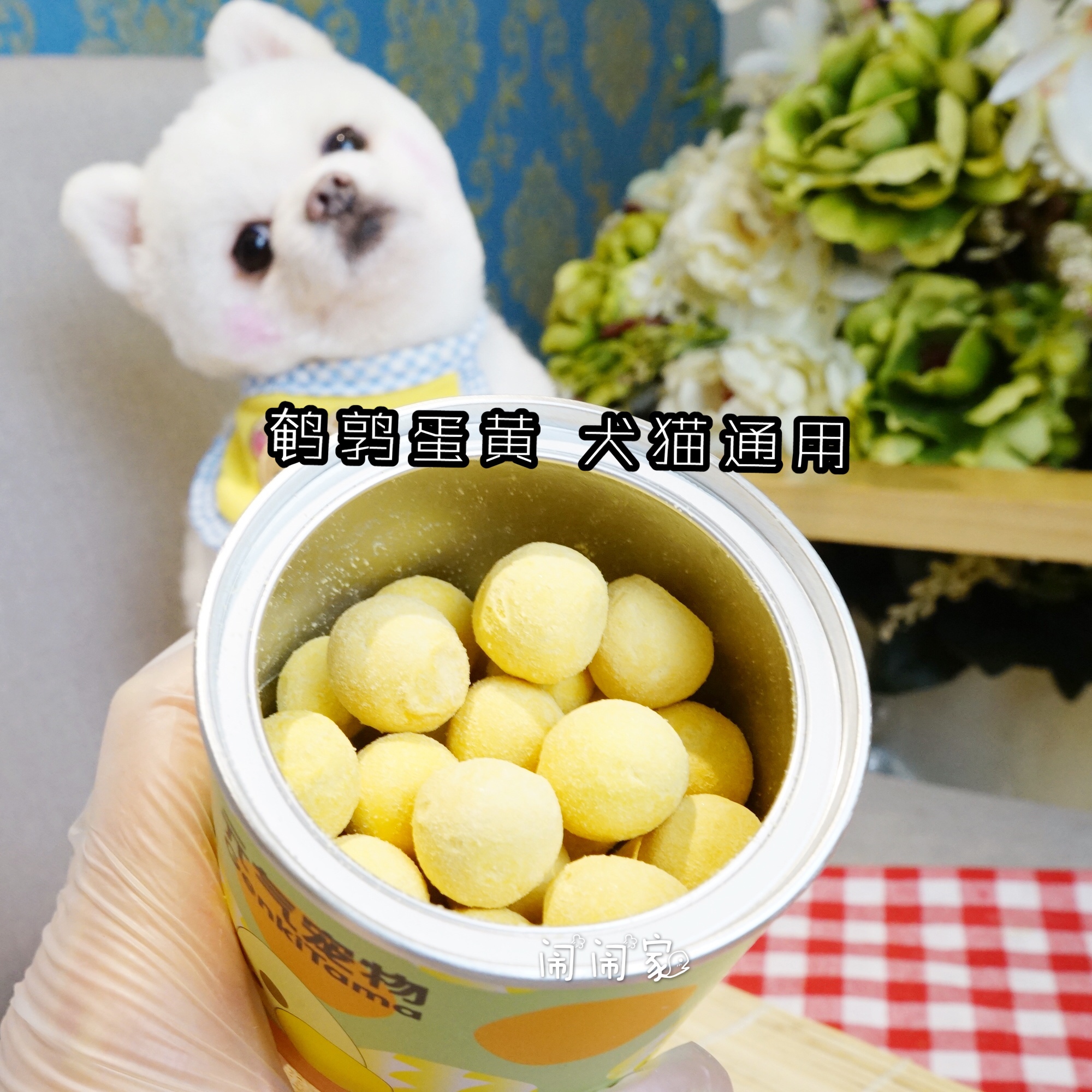Vitality freeze-dried quail egg yolk pet snacks dog cat lecithin into puppies cat beauty hair increase hair