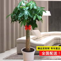 Guangzhou Shenzhen Fortune tree potted living room corridor radiation-proof four seasons evergreen plants Large-scale green plants 同城快 送