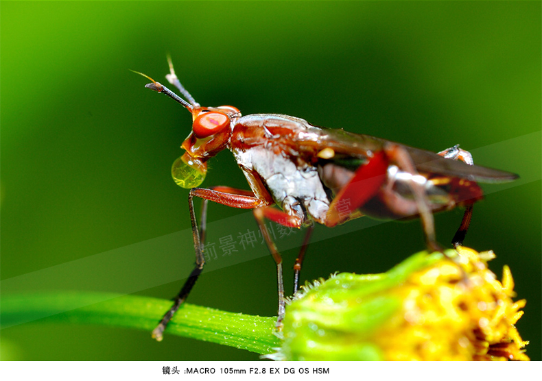 Sigma 105 mét F2.8 OS chống rung trăm micro-hoa côn trùng bằng miệng macro close-up ống kính SLR Canon