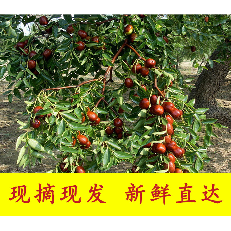 鲜枣新鲜脆甜山西红枣子现摘稷山板枣当季水果可蒸枣大枣非冬枣-枣-淘宝百科网