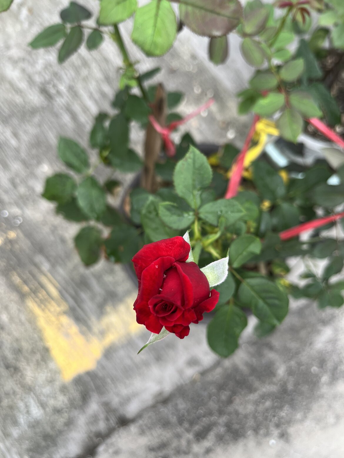开心买卖就是花花