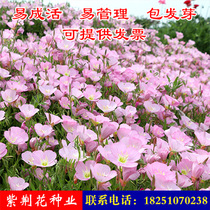 Beautiful Evening Primrose flower seeds cold-resistant and shade-resistant autumn sowing outdoor garden landscape flower seeds are easy to plant and bloom continuously