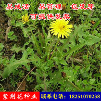 Wild edible dandelion seed seed seed medicinal Pentin root tea Four Seasons sown balcony potted vegetable