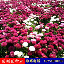 Small Daisy seed flower seed easy to live white Daisy seed courtyard outdoor greening potted flower seed seed