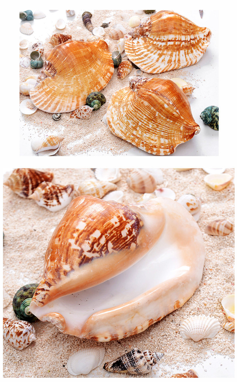 Red Rotor Snail_09.jpg
