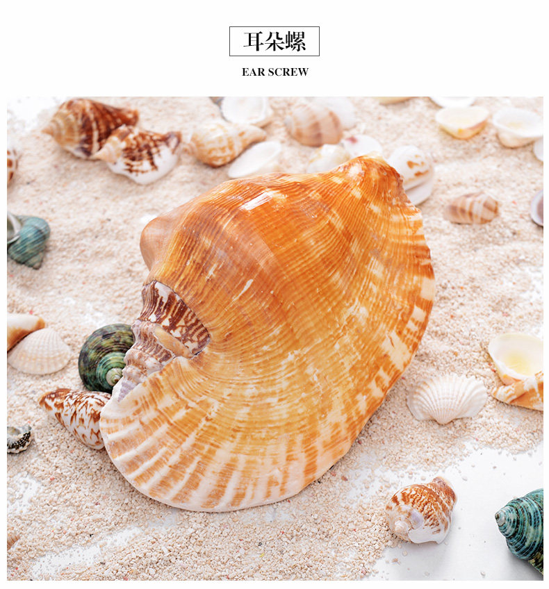 RED ROTOR SNAIL_08.JPG