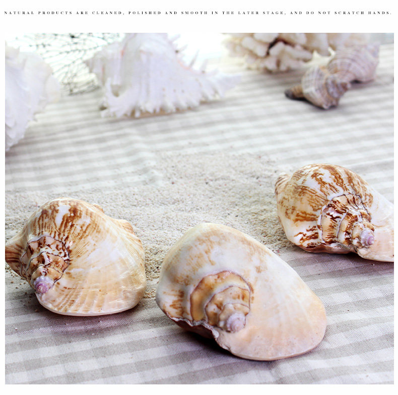 Ear Snail_06.jpg