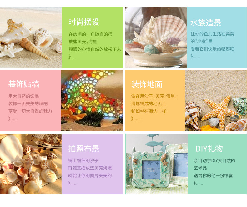 Coral Conch, 02.jpg