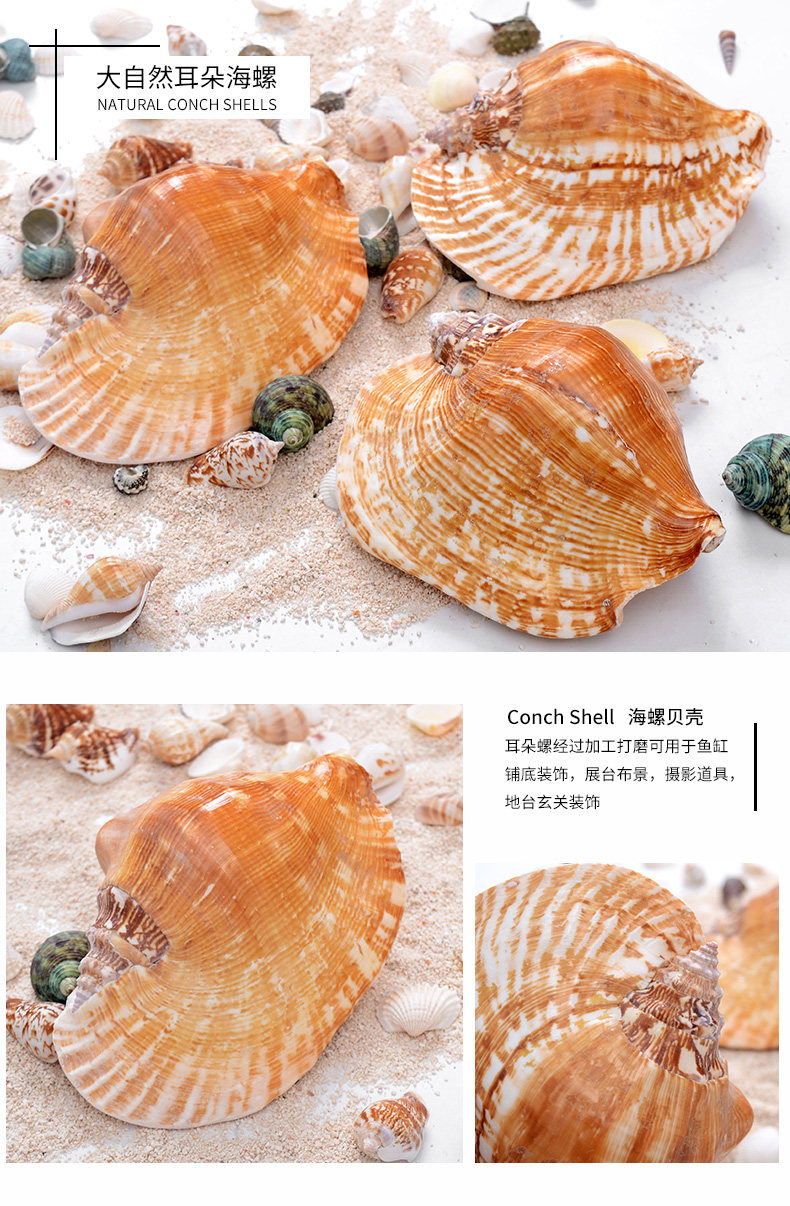 Ear Snail_01.jpg