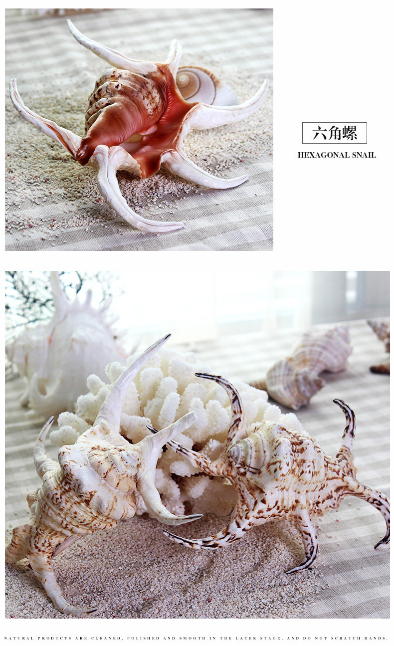 Hexagonal Snail_05.jpg