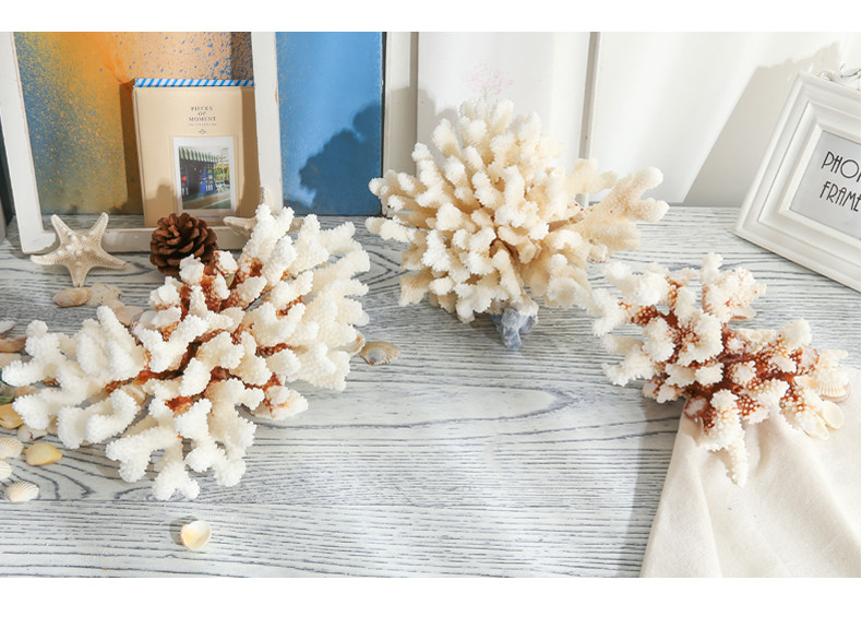 Coral Conch, 04.jpg