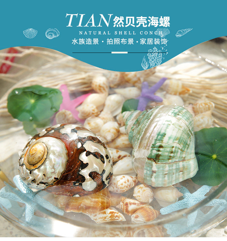 Pearl Snail_02.jpg