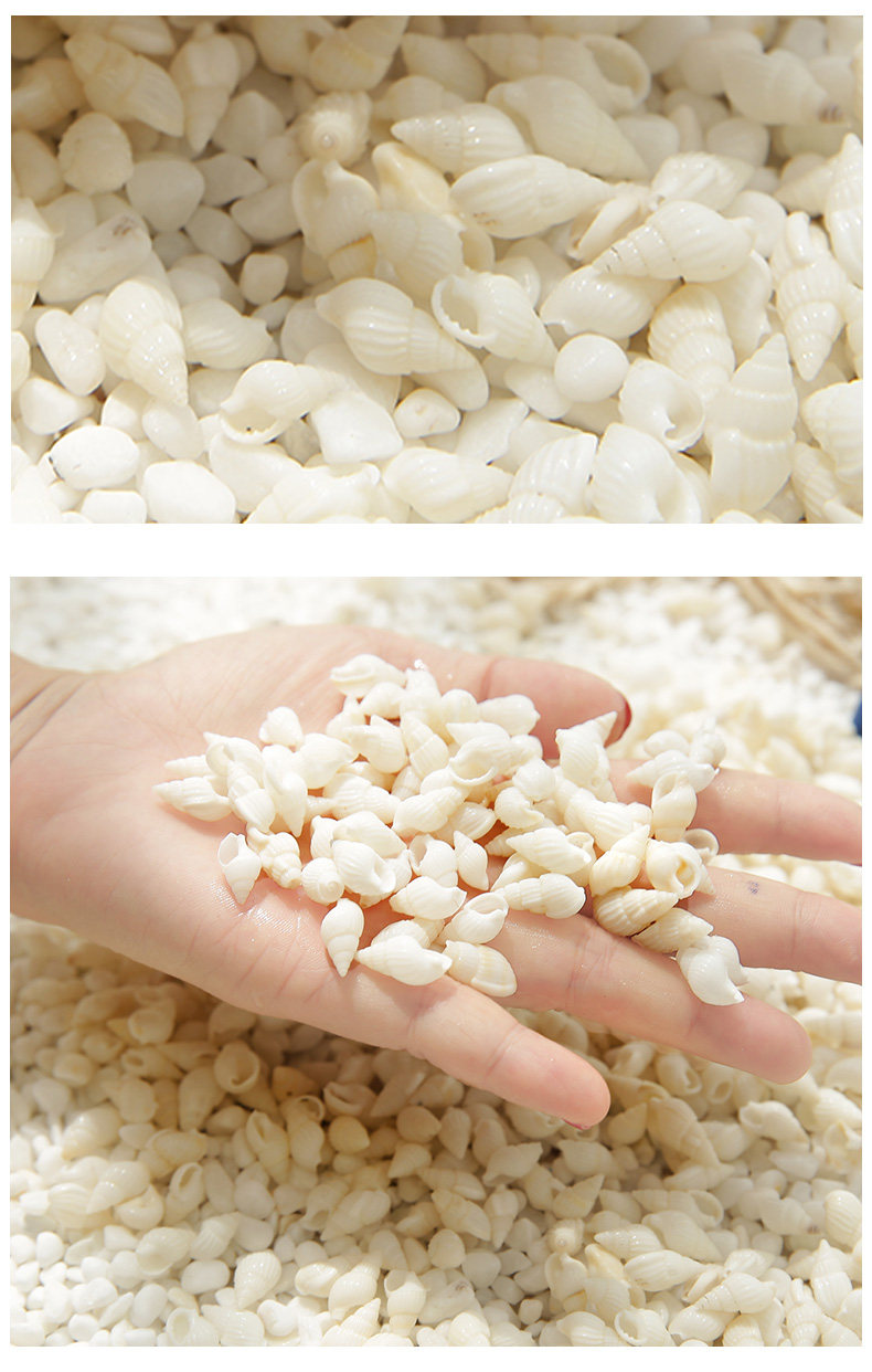 Small Shell_07.jpg