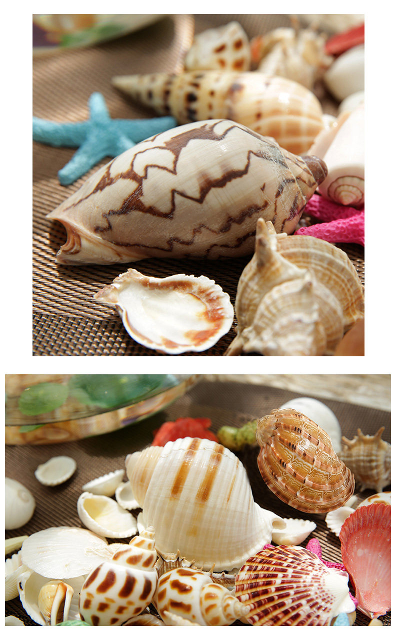 Small Shell_10.jpg