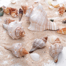 Natural shell red spiral ear snail hexagonal conch wedding arrangement shooting props fish tank accessories aquarium decoration